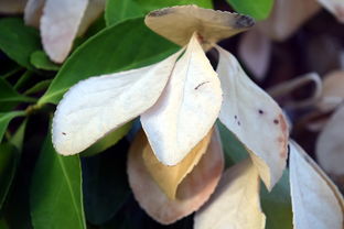 开云app下载中心-法甲防守阵型转换与对手控球比变化的动态关系研究，法国足球防守型中场